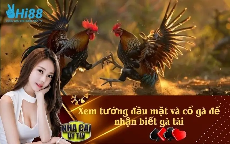 Xem tướng đầu mặt và cổ gà để nhận biết gà tài